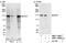 BCR Activator Of RhoGEF And GTPase antibody, NBP1-19098, Novus Biologicals, Western Blot image 