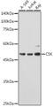 C-Terminal Src Kinase antibody, GTX35201, GeneTex, Western Blot image 