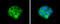 Aldehyde Dehydrogenase 1 Family Member A3 antibody, GTX633822, GeneTex, Immunofluorescence image 