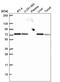 Succinate dehydrogenase [ubiquinone] flavoprotein subunit, mitochondrial antibody, PA5-66693, Invitrogen Antibodies, Western Blot image 
