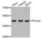 DNA Polymerase Alpha 2, Accessory Subunit antibody, abx002434, Abbexa, Western Blot image 