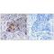 Adenylate Cyclase 9 antibody, A06038, Boster Biological Technology, Immunohistochemistry frozen image 