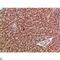 NADPH Oxidase 1 antibody, LS-C813905, Lifespan Biosciences, Immunohistochemistry paraffin image 