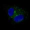 Fibulin 1 antibody, MA5-24598, Invitrogen Antibodies, Immunofluorescence image 