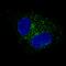 Fibulin 1 antibody, MA5-24598, Invitrogen Antibodies, Immunofluorescence image 