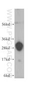Triggering Receptor Expressed On Myeloid Cells 1 antibody, 11791-1-AP, Proteintech Group, Western Blot image 