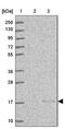 Endosulfine Alpha antibody, NBP2-13963, Novus Biologicals, Western Blot image 