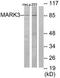Microtubule Affinity Regulating Kinase 3 antibody, TA311991, Origene, Western Blot image 