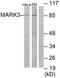 MAP/microtubule affinity-regulating kinase 3 antibody, TA311991, Origene, Western Blot image 