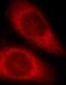Activating Transcription Factor 6 antibody, FNab00664, FineTest, Immunofluorescence image 