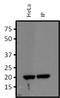 Ras Homolog Family Member A antibody, NBP2-22528, Novus Biologicals, Immunoprecipitation image 