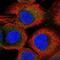Acyl-CoA Thioesterase 11 antibody, NBP2-58936, Novus Biologicals, Immunofluorescence image 