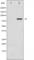 Ataxin 1 antibody, abx010423, Abbexa, Western Blot image 