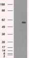 Carnosine Dipeptidase 1 antibody, NBP1-47702, Novus Biologicals, Western Blot image 