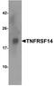 TNF Receptor Superfamily Member 14 antibody, A02298-2, Boster Biological Technology, Western Blot image 