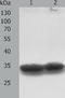Tropomyosin 1 antibody, TA323683, Origene, Western Blot image 