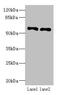 Interferon Related Developmental Regulator 2 antibody, CSB-PA011070LA01HU, Cusabio, Western Blot image 
