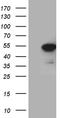 Paxillin antibody, LS-C798904, Lifespan Biosciences, Western Blot image 