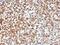 Homeobox protein Nkx-2.2 antibody, 33-681, ProSci, Immunohistochemistry paraffin image 