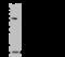 BolA Family Member 2B antibody, 203611-T44, Sino Biological, Western Blot image 