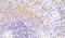 Vav Guanine Nucleotide Exchange Factor 3 antibody, PA5-18296, Invitrogen Antibodies, Immunohistochemistry frozen image 