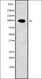 Zinc Finger Protein 227 antibody, orb336246, Biorbyt, Western Blot image 