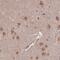 Syntaxin 16 antibody, NBP1-92468, Novus Biologicals, Immunohistochemistry paraffin image 