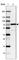 CTNNBL1 antibody, HPA027907, Atlas Antibodies, Western Blot image 