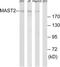 Microtubule Associated Serine/Threonine Kinase 2 antibody, TA315220, Origene, Western Blot image 