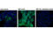 Ribosomal Protein S6 Kinase A1 antibody, 8753S, Cell Signaling Technology, Immunocytochemistry image 