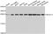 NADH:Ubiquinone Oxidoreductase Core Subunit V2 antibody, abx006955, Abbexa, Western Blot image 