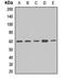 NEDD8 Activating Enzyme E1 Subunit 1 antibody, LS-C667701, Lifespan Biosciences, Western Blot image 