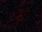 Endoglin antibody, 120420, BioLegend, Immunohistochemistry frozen image 