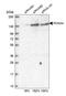 Pecanex 4 antibody, HPA002076, Atlas Antibodies, Western Blot image 