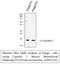 Cystatin C antibody, STJ97732, St John