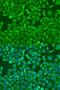 Eukaryotic Translation Initiation Factor 4E antibody, LS-C746850, Lifespan Biosciences, Immunofluorescence image 