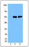 TOR antibody, TA328099, Origene, Western Blot image 