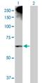 Arachidonate 12-Lipoxygenase, 12S Type antibody, H00000239-D01P, Novus Biologicals, Western Blot image 