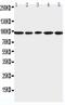 Minichromosome Maintenance Complex Component 6 antibody, PA5-79649, Invitrogen Antibodies, Western Blot image 