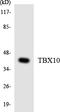 T-Box 10 antibody, LS-C200764, Lifespan Biosciences, Western Blot image 