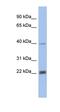 Proteasome Subunit Alpha 4 antibody, orb330839, Biorbyt, Western Blot image 