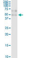 Zinc Finger Protein 134 antibody, LS-C198479, Lifespan Biosciences, Western Blot image 