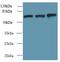 Switching B Cell Complex Subunit SWAP70 antibody, LS-C380056, Lifespan Biosciences, Western Blot image 