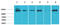 Signal Transducer And Activator Of Transcription 5B antibody, STJ97482, St John