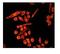 Paxillin antibody, ab32084, Abcam, Immunocytochemistry image 