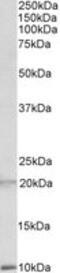 Defensin Alpha 1B antibody, MBS422272, MyBioSource, Western Blot image 