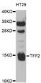 Trefoil factor 2 antibody, STJ27376, St John