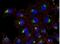 CD63 Molecule antibody, NB500-483, Novus Biologicals, Immunofluorescence image 