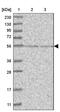 DNA Polymerase Epsilon 2, Accessory Subunit antibody, PA5-55654, Invitrogen Antibodies, Western Blot image 