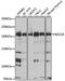 Bromodomain Adjacent To Zinc Finger Domain 1B antibody, A04438, Boster Biological Technology, Western Blot image 